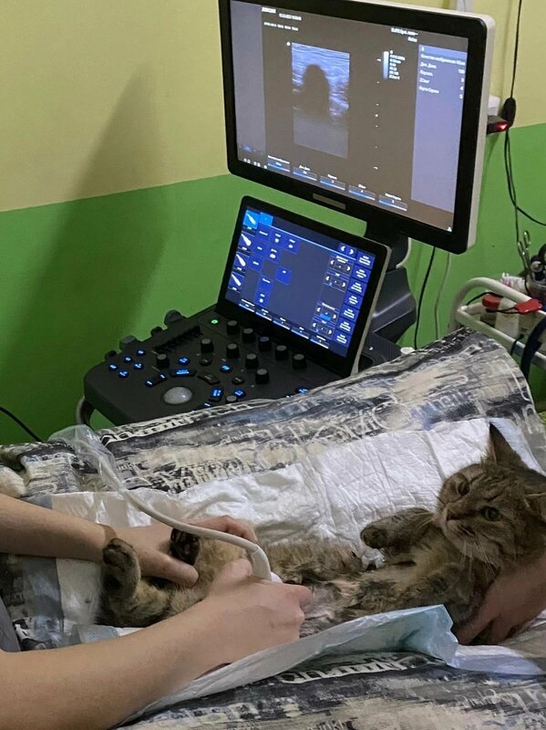 Современное оборудование УЗИ экспертного класса в ветклинике Ветлайф